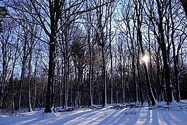 雪,性質(zhì),木材