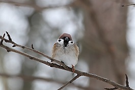 生活的本質(zhì),鳥(niǎo),性質(zhì)