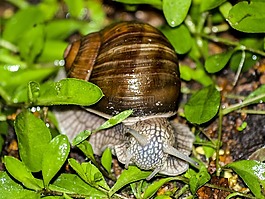 蝸牛,爬行動物,動物