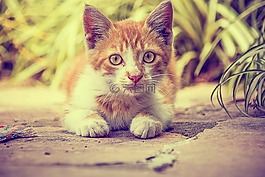 貓,寵物,動物
