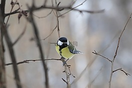 鳥,生活的本質(zhì),性質(zhì)
