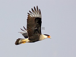 鳳頭卡卡拉,鳥,飛行