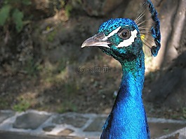 土耳其,皇家,鳥