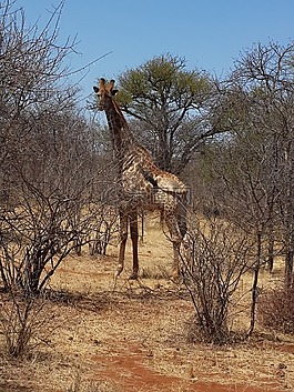 長頸鹿,野生動物,布什