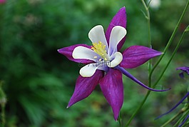 紫色,開花,花