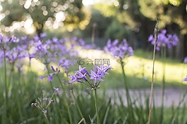 紫,花園,性質(zhì)