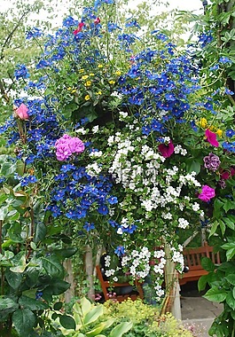 級聯(lián)的花朵,開花,春
