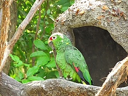 鸚鵡,ave,動物園