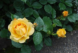 玫瑰,黃色,花