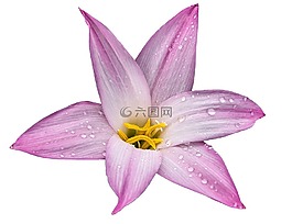花,百合,自然