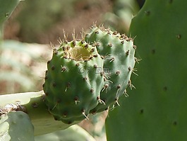 花椒梨,仙人掌,馬耳他