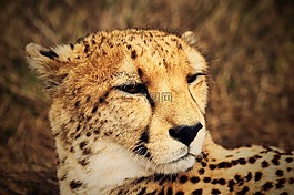 獵豹,野生,非洲