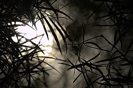 黑暗,可怕,枝杈