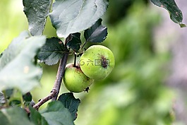 蘋果,水果,性質(zhì)
