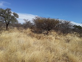 草地,veld,草案
