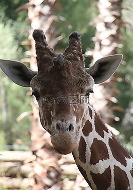 長頸鹿,動(dòng)物,動(dòng)物園