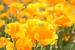 罂粟科罂粟属,罂粟,虞美人