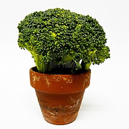 西蘭花,蔬菜,綠色