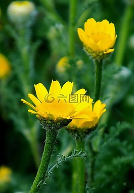 性質(zhì),花卉,植物
