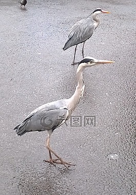 蒼鷺,鳥,性質(zhì)