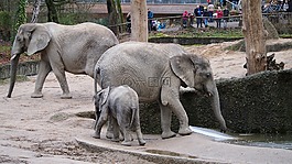 大象,動(dòng)物園,伍珀塔爾