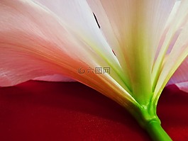 性質(zhì),花,amaryllis