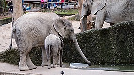 大象,動物園,伍珀塔爾