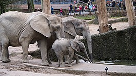 大象,動物園,伍珀塔爾