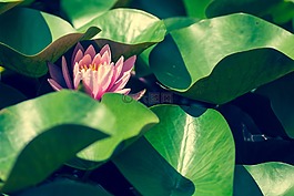 自然,植物,鮮花