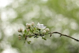鮮花,蘋果樹,蕾