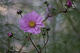 cosmea,花,宇宙bipinnatu