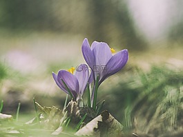 花,紫羅蘭色,花瓣