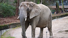 大象,動物園,伍珀塔爾