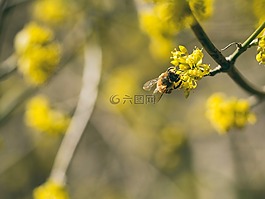 花,黃色,花瓣