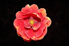玫瑰,豐花,玫瑰綻放