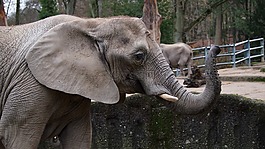 大象,動物園,伍珀塔爾