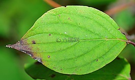 性質(zhì),葉,綠色的樹葉