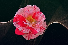 玫瑰,豐花,玫瑰綻放