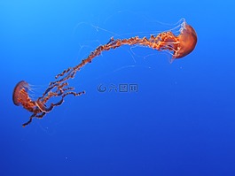 水母,海,藍(lán)色