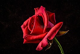 玫瑰,豐花,玫瑰綻放