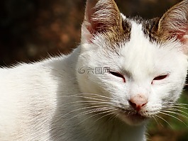 貓,貓科動物,動物