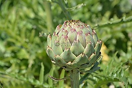 蔬菜,朝鲜蓟,吃