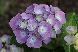 花,花园,夏天
