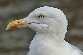 海鸥,头鸥,条例草案