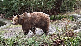 馬熊,動(dòng)物園,伍珀塔爾