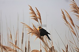 鳥(niǎo),鳥(niǎo)嘴,羽毛