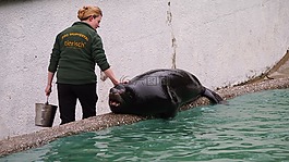 密封,動物園,伍珀塔爾