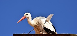 鸛,鳥,飛