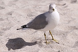 海鷗,海灘,關(guān)閉了