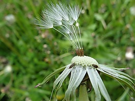 蒲公英,花,草地